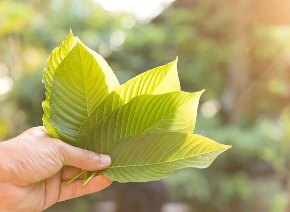 The Two Most Abundant Kratom Alkaloids You Must Know