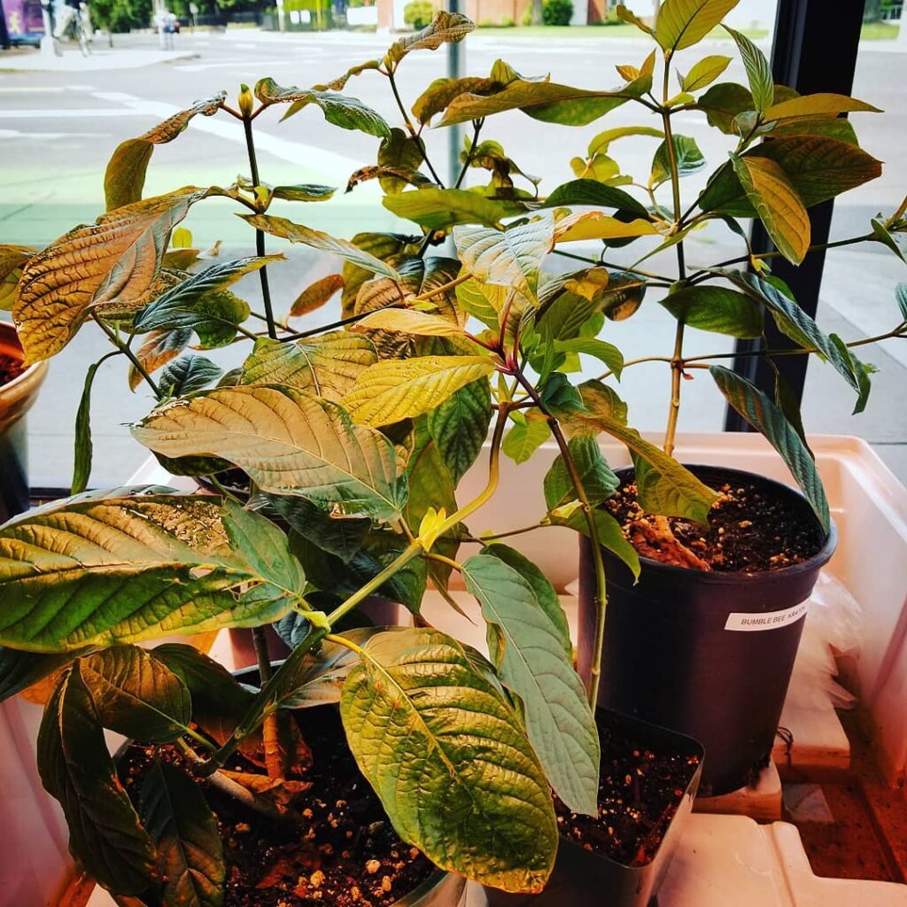 How To Grow A Kratom Tree From Seed?