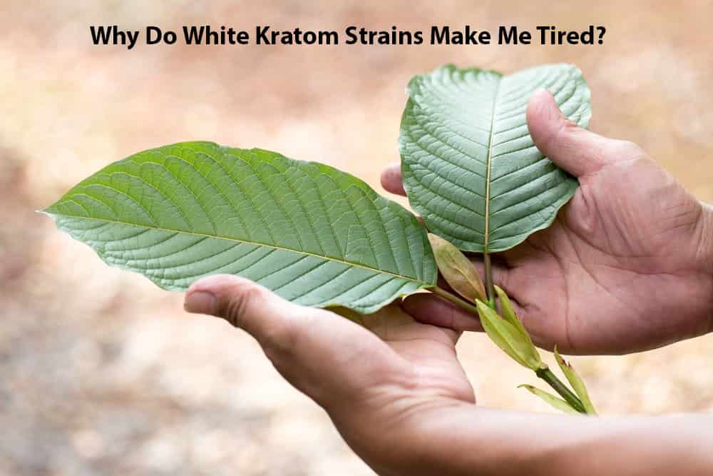 Why Do White Kratom Strains Make Me Tired