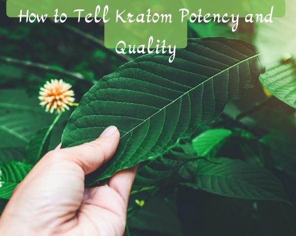 How to Tell Kratom Potency and Quality