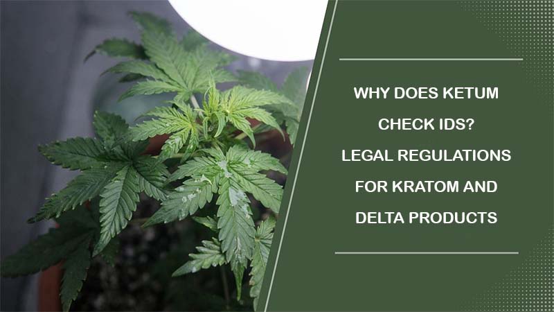 Why Does Ketum Check IDs? Legal Regulations for Kratom and Delta Products