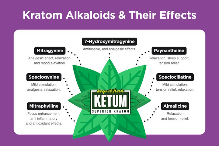 Kratom Alkaloids: What Do They Do